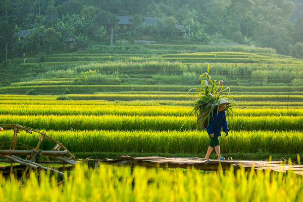 mai-chau pu-luong
