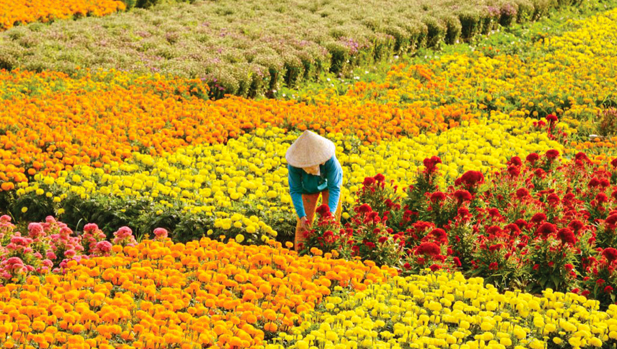Treasures of Vietnam